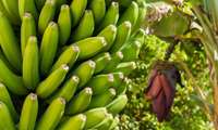 Iran implementing banana orchard development plan to cut imports